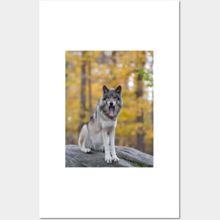 Timber Wolf Posters and Art